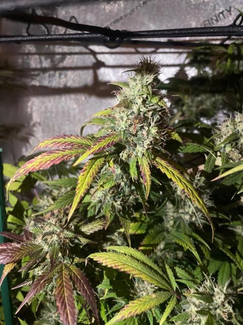 Monster Maker Sweet Seeds. Week 15