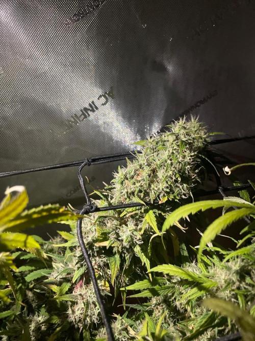 Monster Maker Sweet Seeds. Week 15