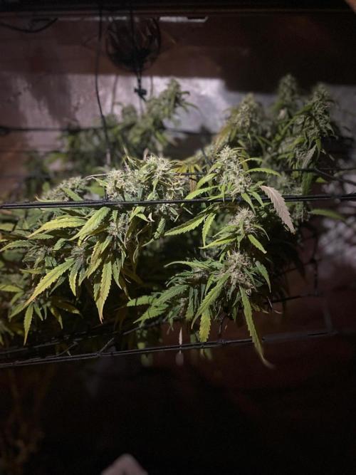 Monster Maker Sweet Seeds. Week 15