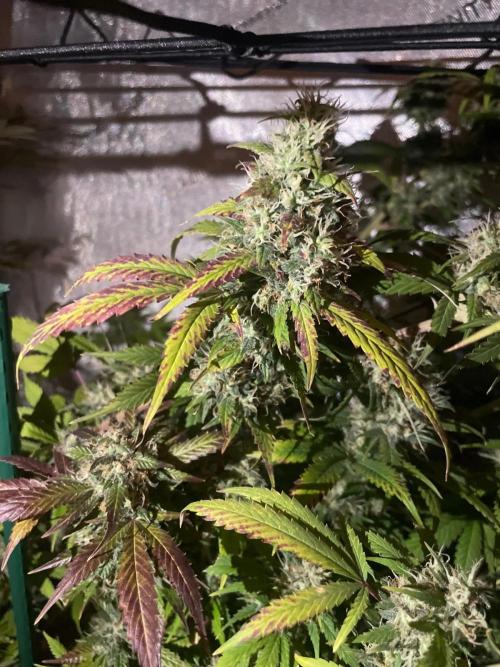 Monster Maker Sweet Seeds. Week 15