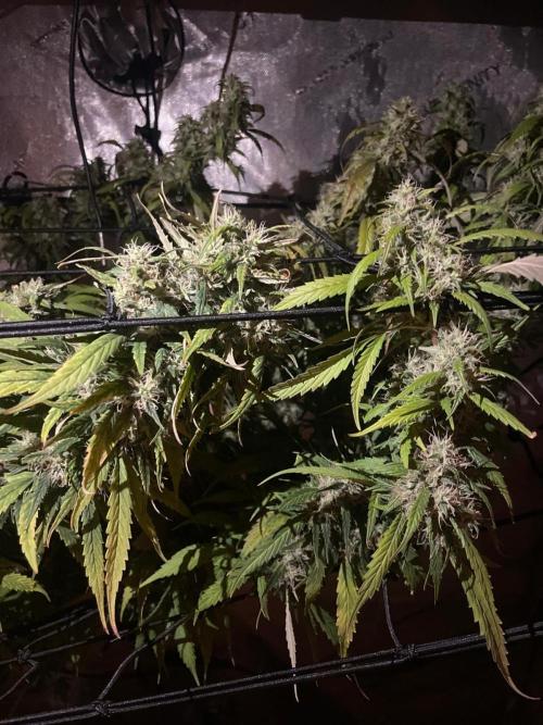 Monster Maker Sweet Seeds. Week 15