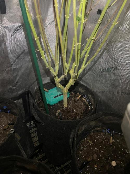 Monster Maker Sweet Seeds. Week 15