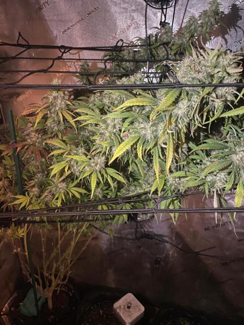 Monster Maker Sweet Seeds. Week 15