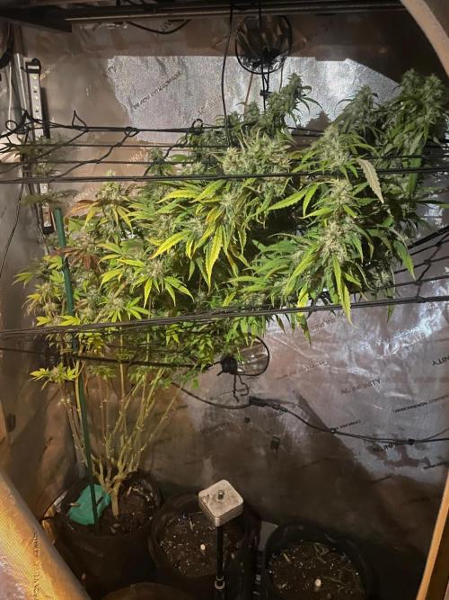 Monster Maker Sweet Seeds. Week 15