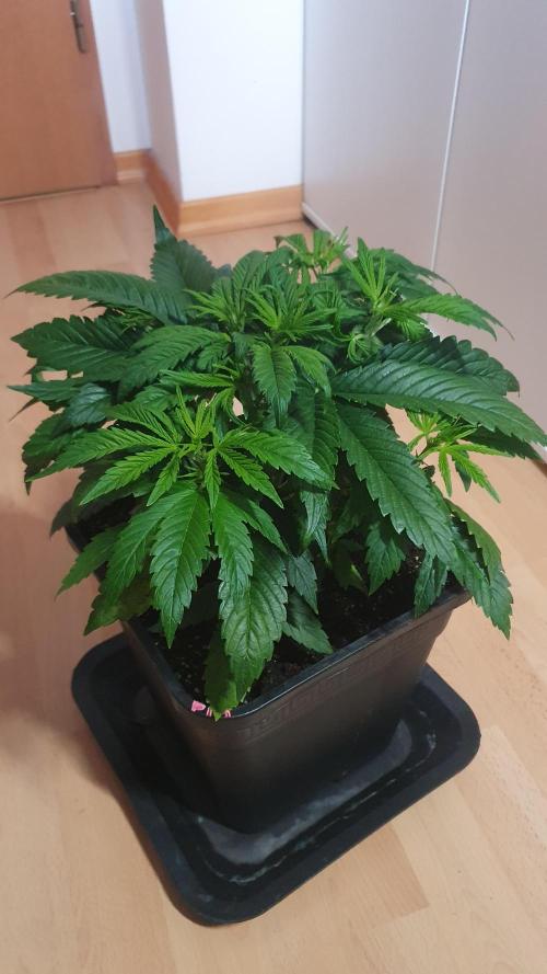 Permanent Marker Autoseeds. Week 4