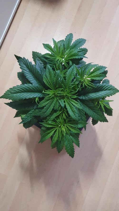 Permanent Marker Autoseeds. Week 4