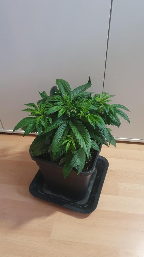 Permanent Marker Autoseeds. Week 4