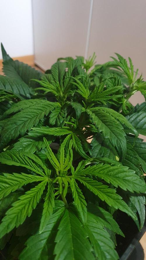 Permanent Marker Autoseeds. Week 4