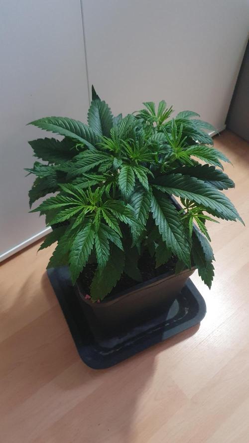 Permanent Marker Autoseeds. Week 4