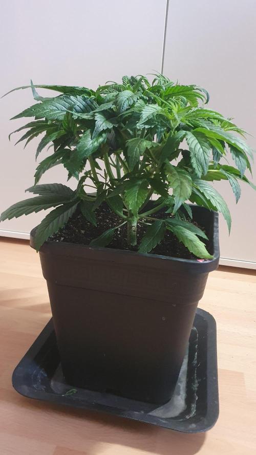 Permanent Marker Autoseeds. Week 4