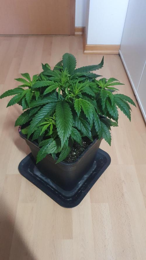 Permanent Marker Autoseeds. Week 4