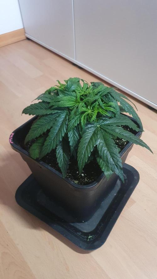 Milkyway F1 Auto RQS. Week 4