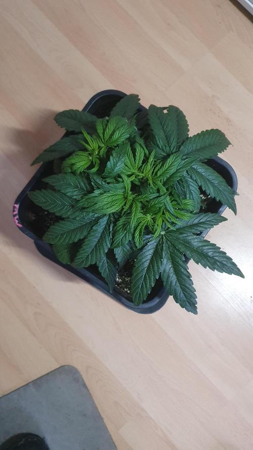 Milkyway F1 Auto RQS. Week 4