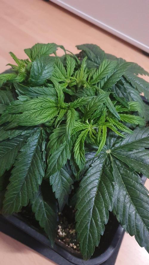 Milkyway F1 Auto RQS. Week 4