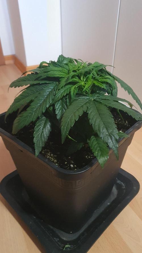 Milkyway F1 Auto RQS. Week 4