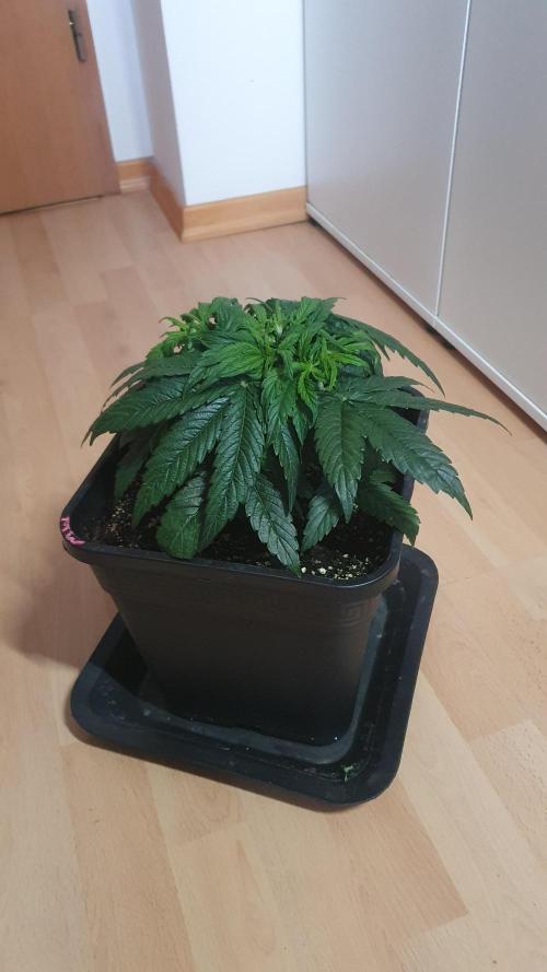 Milkyway F1 Auto RQS. Week 4