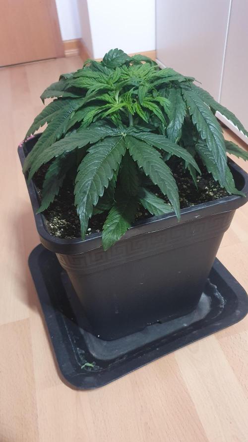 Milkyway F1 Auto RQS. Week 4