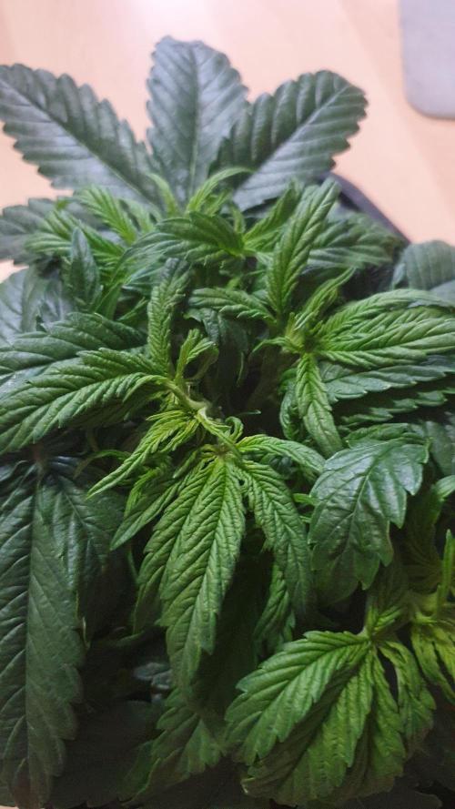 Milkyway F1 Auto RQS. Week 4