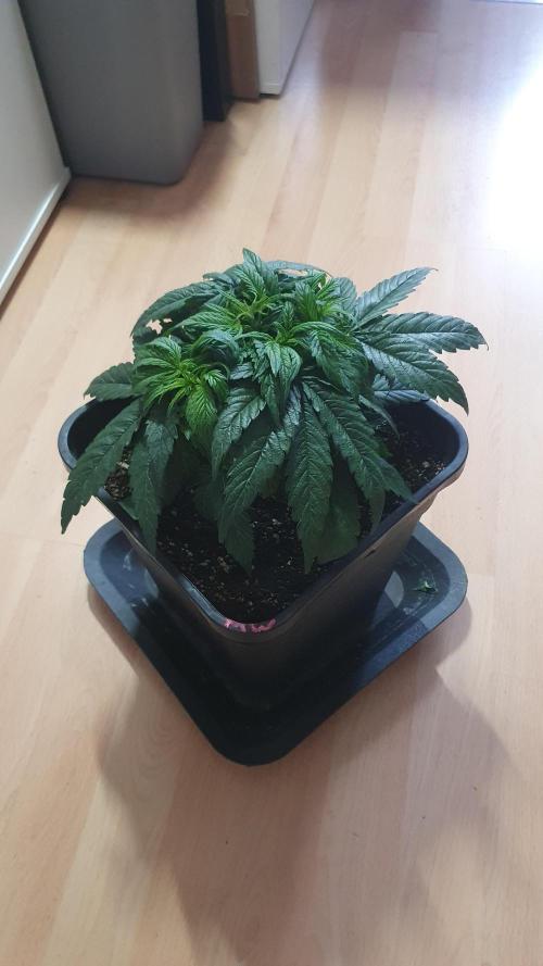 Milkyway F1 Auto RQS. Week 4