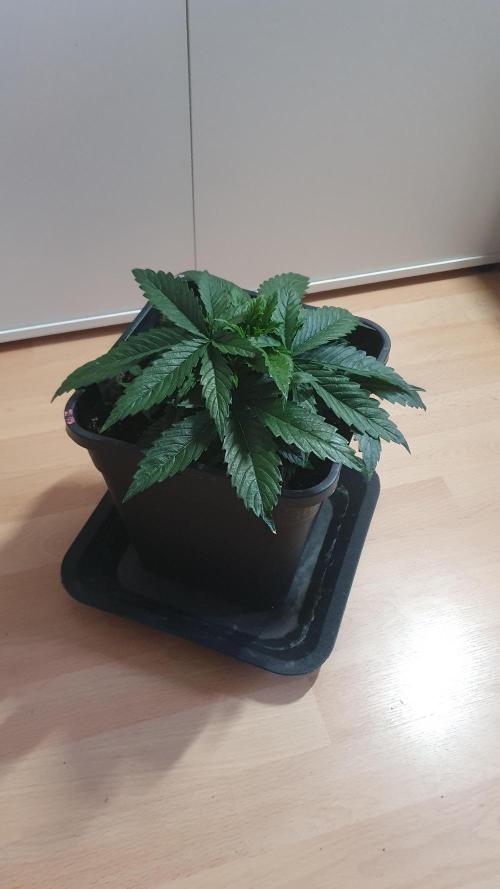 Jelly Donutz Auto Humboldt. Week 4