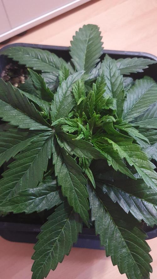 Jelly Donutz Auto Humboldt. Week 4