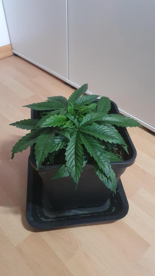 Jelly Donutz Auto Humboldt. Week 4