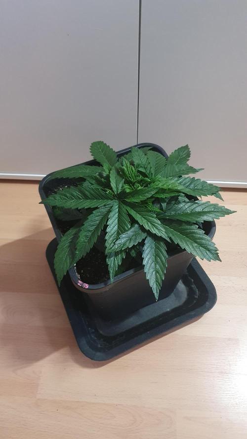 Jelly Donutz Auto Humboldt. Week 4