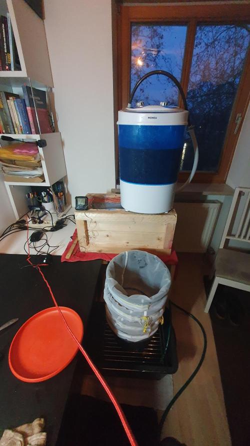 Diablo Delights XL Auto Sweetseeds. Week 11