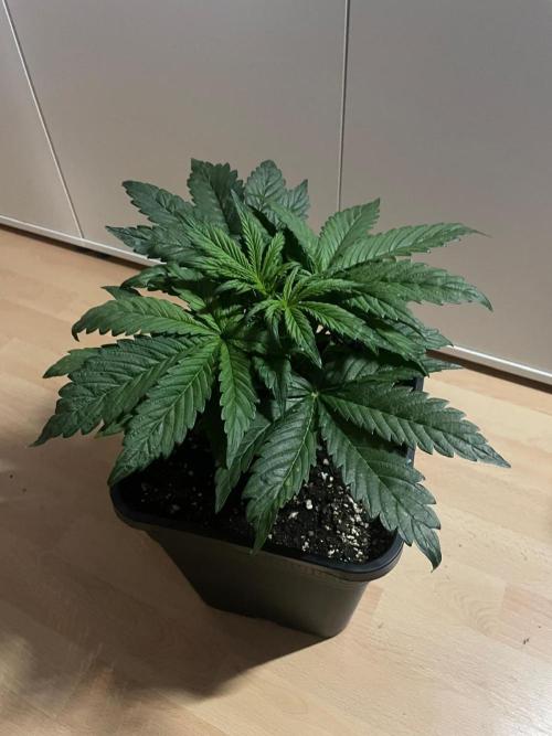 Tropicana Cookies Auto Zamnesia. Week 4