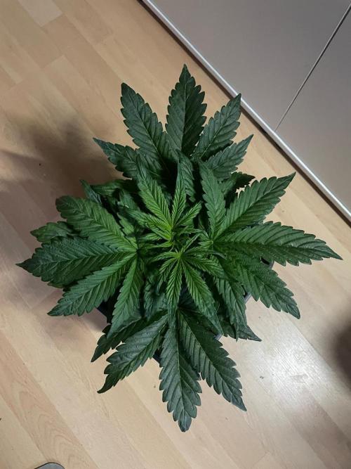 Tropicana Cookies Auto Zamnesia. Week 4