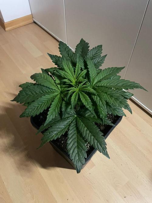 Tropicana Cookies Auto Zamnesia. Week 4