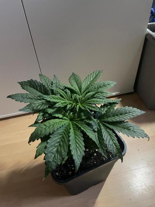 Tropicana Cookies Auto Zamnesia. Week 4