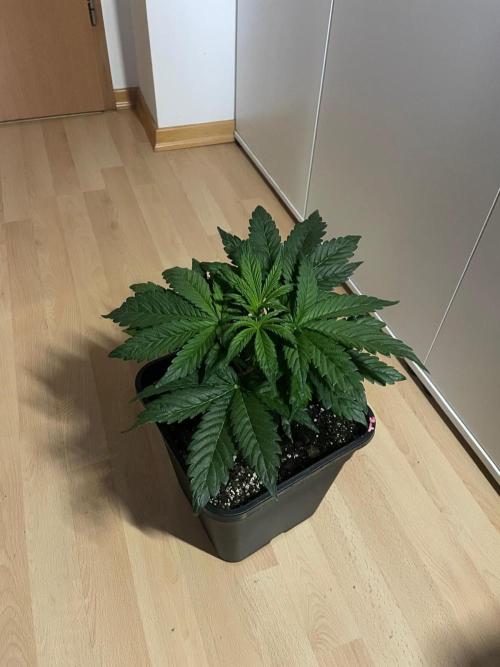 Tropicana Cookies Auto Zamnesia. Week 4