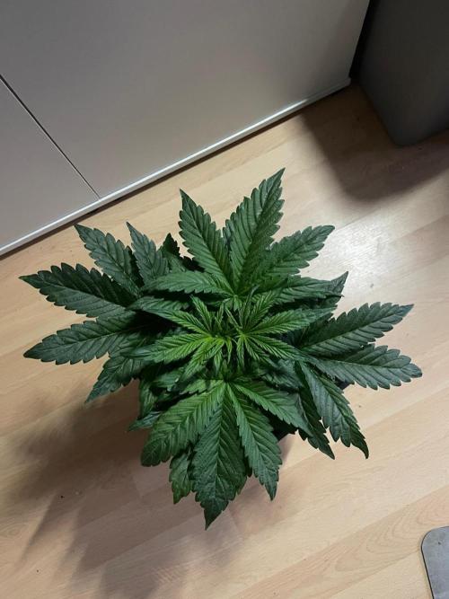 Tropicana Cookies Auto Zamnesia. Week 4