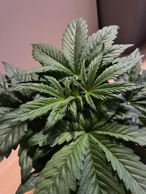 Tropicana Cookies Auto Zamnesia. Week 4