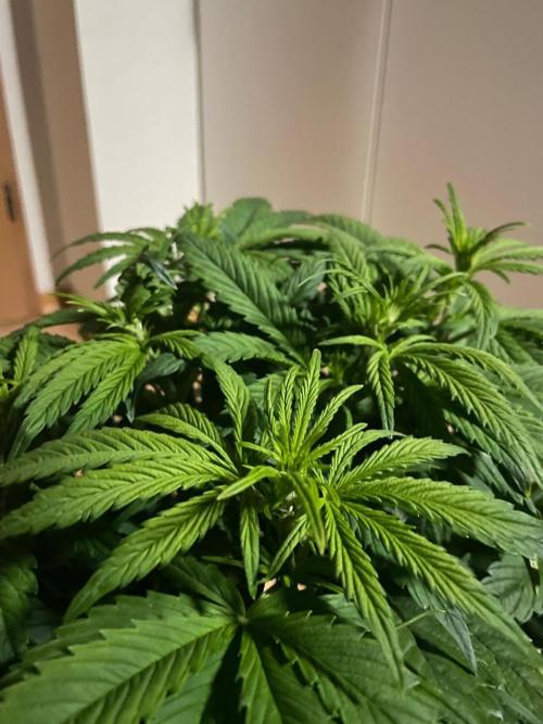 Permanent Marker Autoseeds. Week 5