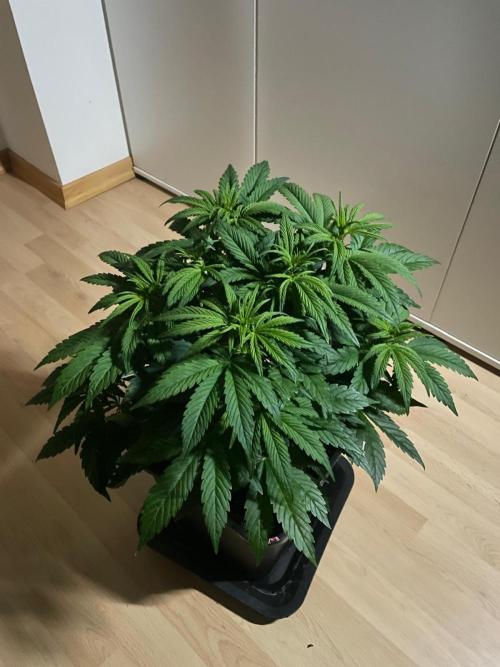 Permanent Marker Autoseeds. Week 5