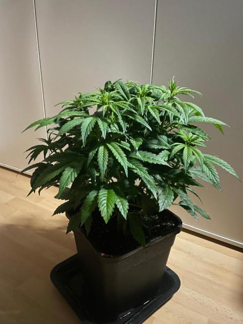 Permanent Marker Autoseeds. Week 5