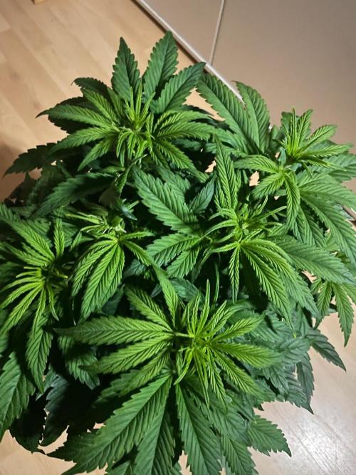 Permanent Marker Autoseeds. Week 5