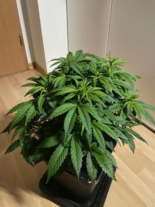 Permanent Marker Autoseeds. Week 5