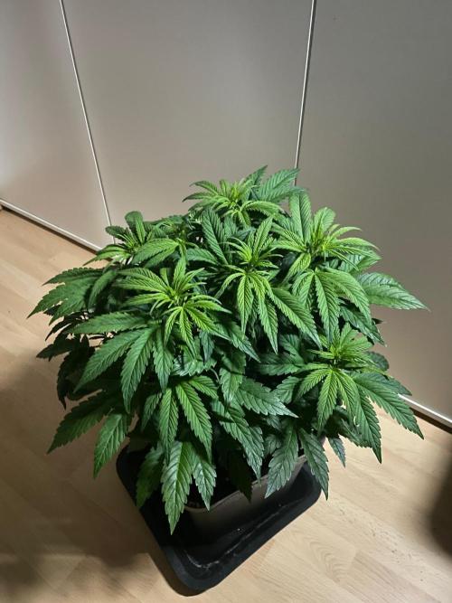 Permanent Marker Autoseeds. Week 5