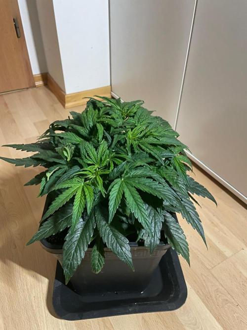 Milkyway F1 Auto RQS. Week 5