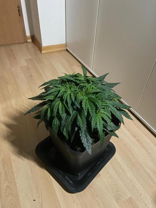 Milkyway F1 Auto RQS. Week 5