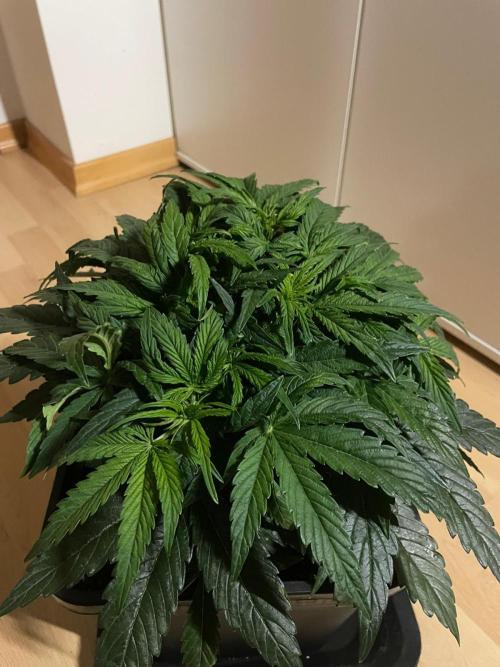 Milkyway F1 Auto RQS. Week 5