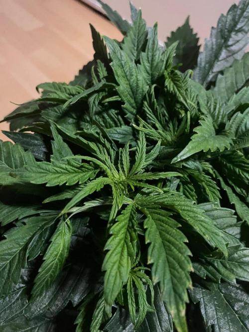 Milkyway F1 Auto RQS. Week 5