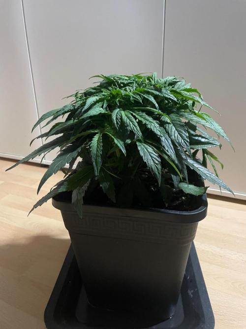 Milkyway F1 Auto RQS. Week 5