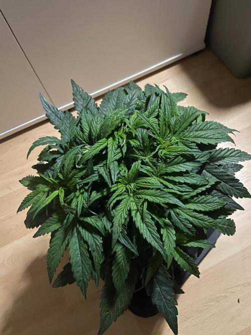 Milkyway F1 Auto RQS. Week 5