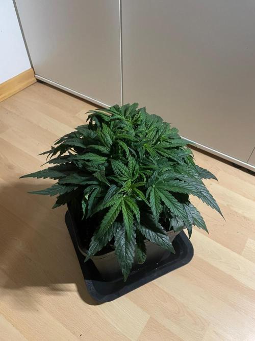 Milkyway F1 Auto RQS. Week 5