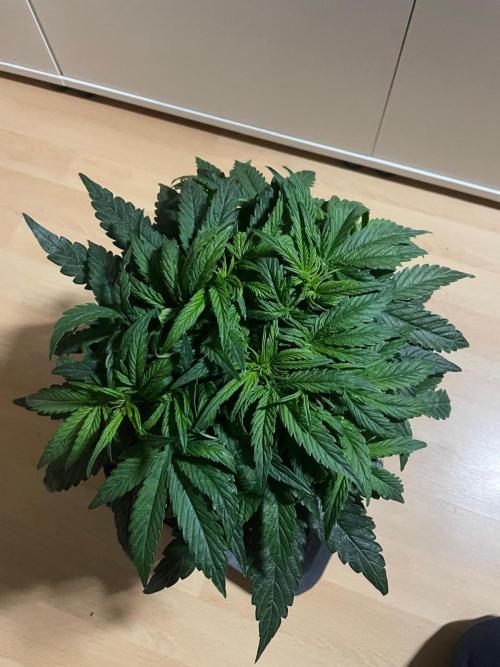 Milkyway F1 Auto RQS. Week 5