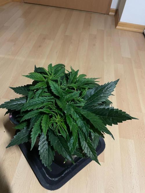 Jelly Donutz Auto Humboldt. Week 5